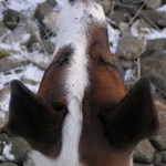 Najlepsy priatel cloveka