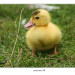 kam jsem se to dostalo?