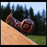 Housenka \"manekýnka\" II.