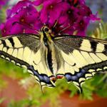 otakárek fenyklový