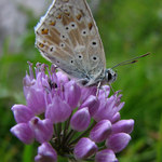 modrásek zo Slovenska :)