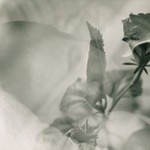 Šípková růženka