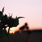 \"malé sluníčko u velkého bodláku\"