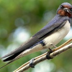 Letecká donáška potravy