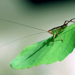 * * * RADIOAMATER * * *