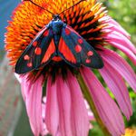 Vřetenuška obecná