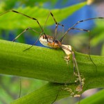 proč se mu na té rostlině tak líbí? :)