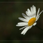Ranná rosa