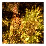 *** V žáru léta ***