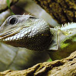 Smějící se ještěrka