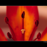 Červená,červená..když jí hladím ramena...:)