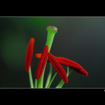 Pestík nebo blizna..kdopak se v tom vyzná?