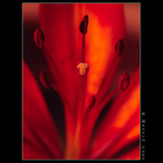 Červená,červená..když jí hladím ramena...:) II.