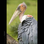 Bierhanzelova mast, na lysinu past....