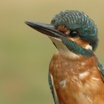 Ledňáček (vykulený)