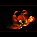 ***RED HOT TULIP***