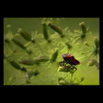 ***DÁME SI RAGBY?***