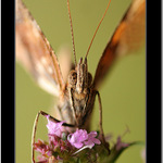 *** uhrancivy pohled ***