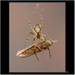 *** pavouk a jeho obět ***