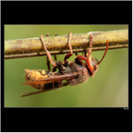 *** Toníček na větvi ***