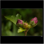 *** malé poupě ***