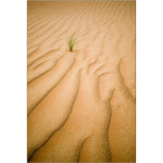 V piesočných dunách