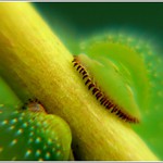 chyť se jak můžeš