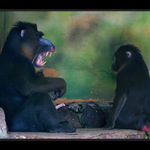 *** když se řekne Érekce * * *