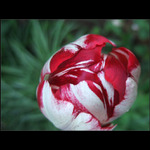 Červenobílý květ