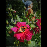 Kdepak ten motýl jenom je?