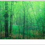 Jarni les | Sussex | UK