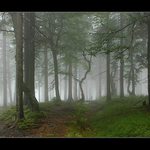 Ranní zamlžená melancholie