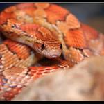 ...čihání za kameny...