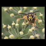 ... tváří v tvář ...