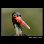 BVČ - Bocian V Čiernom