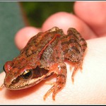 fešanda.