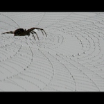 Pani Pavúková má nový náhrdelník