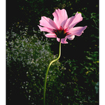 Ještě trochu světla...