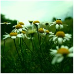 dneska už nic nebude