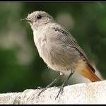 Mladý kominíček,rehek domácí