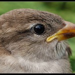 Asi mladší brácha,vyletují jeden po druhém.