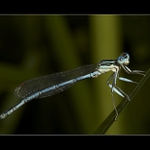 ...šidélko brvonohé...