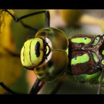 šídlo modré (Aeshna cyanea)