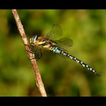 Aeshna mixta/šídlo pestré