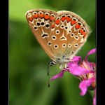 Trochu smutný motýl