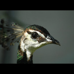 = Frau pávová II. =