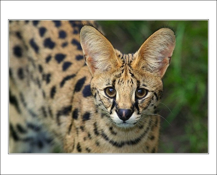 Serval