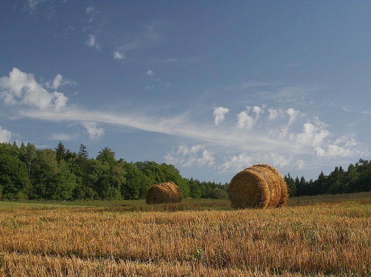 Dva balíci u lesa...