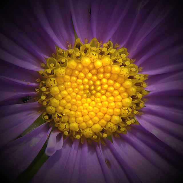 - about flower -