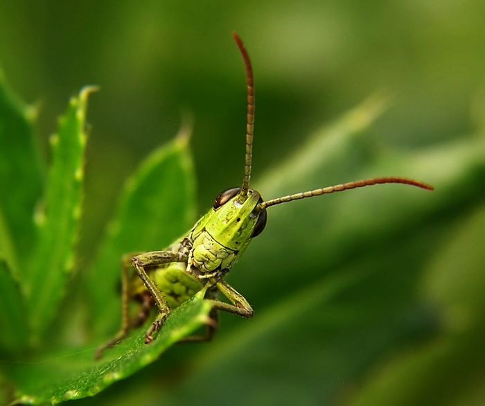 Hop